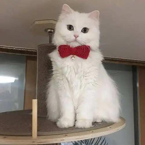 有没有可爱到爆炸的头像猫咪单人头像丨表情包
