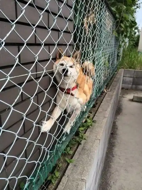 听说基因最像狼的犬种不是哈士奇,而是另外一种,二哈我不服
