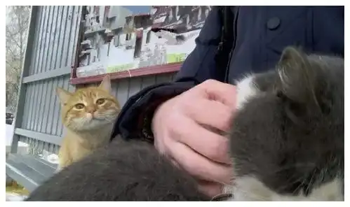 主人的脚到底是有多臭,猫咪都被熏成表情包了
