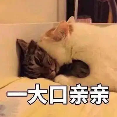 猫咪表情包接下来你是不是要凶我了
