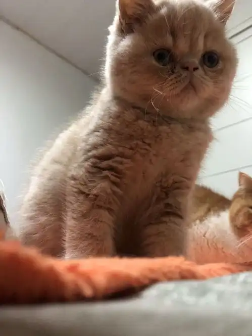 网友在找东西,无意间发现小猫盯着他看,被它的表情萌翻了

