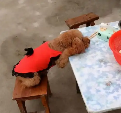 泰迪把你当妈妈,一定会有这些迹象
