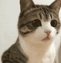 一大波小猫咪表情包萌萌哒动态图
