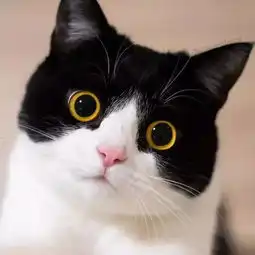 一只叫lzzy的喵,眼睛瞪得像铜铃,耳朵竖得像天线,可能就是黑猫警长的化身宠物频道
