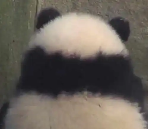 可爱熊猫宝宝生气气,举动超萌,网友乖,给你抱抱
