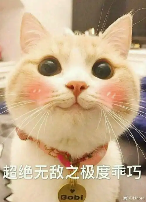 小猫咪表情包,简直可爱炸了百度贴吧超可爱猫咪表情包
