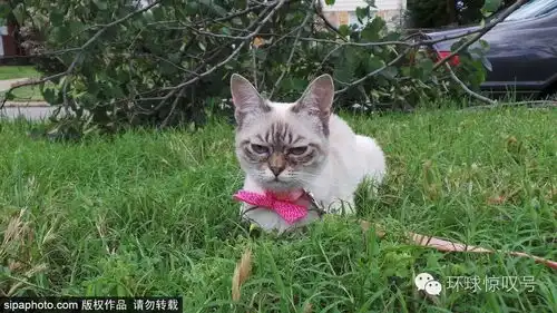 就问你怕不怕美国不耐烦猫走红,眉头深锁表情很凶
