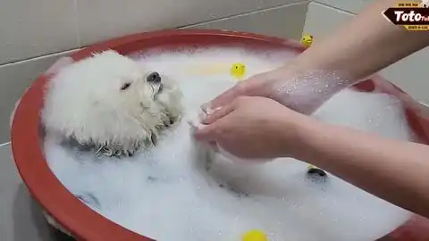 主人把狗狗送到宠物医院一天后才去接它,然后它是这种表情
