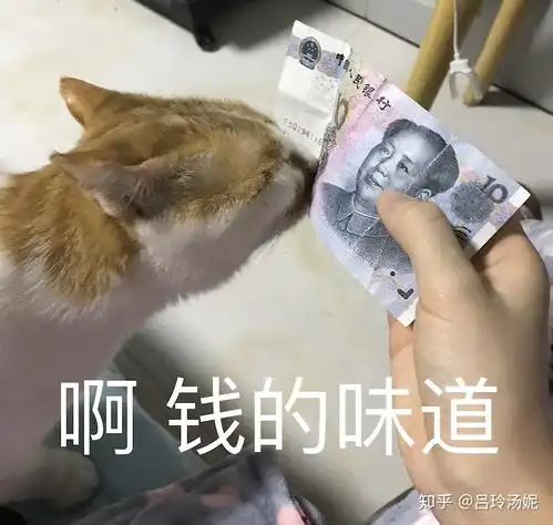 有没有沙雕橘猫的头像或表情包
