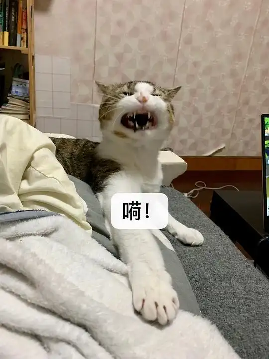rory的相册我做表情包

