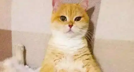 橘猫胖到比背景板还大,主人做出这个举动,橘猫的表情亮了,笑哭
