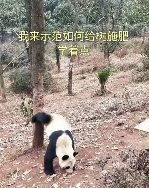 招募大熊猫保护清明小长假,来把滚滚做成表情包吧
