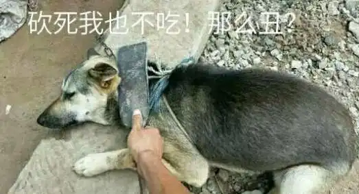 土狗宝宝做错事,主人拿刀吓唬它,可它这表情...可以说戏精本精了
