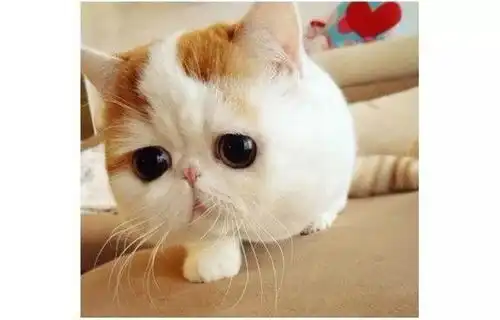 云吸猫你在表情包里撸过的猫原来都在这里
