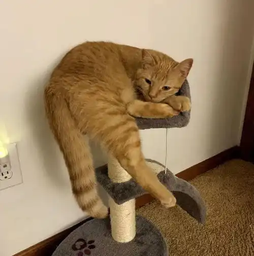 猫的报恩流浪小橘猫在雨天被救下后,和主人一起帮助更多的猫咪
