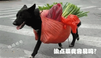 09热门的搞笑qq农场表情大全
