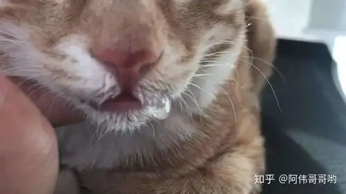 被摸到爽的猫流口水是正常的吗
