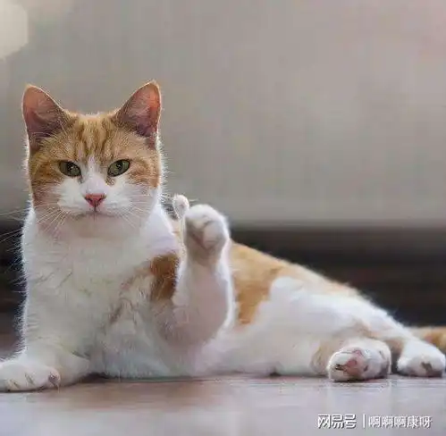 猫咪乱尿千万处,六种原因跑不了
