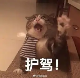 分享我珍藏的10个g的猫片,个个都能当表情包...
