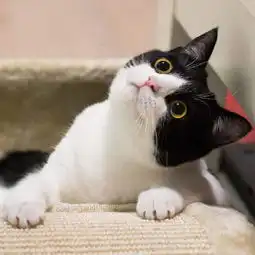 大眼睛萌猫表情包