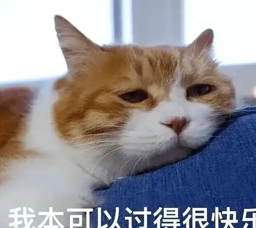 人会难过,猫也会,它的这些难过表现不容忽视
