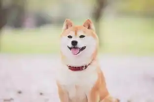 柴犬表情包北登去世谢谢你带给我们的欢乐
