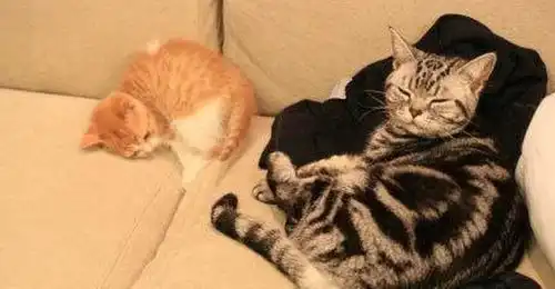 灰猫不爽小橘加入表情超冷淡,但自从小橘热情对它后立刻开手抱抱
