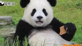 仓鼠宝宝吐舌头卖萌
