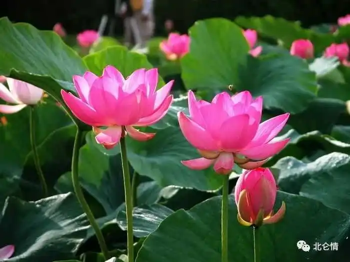 表情千金难买,一个在乎你的人知乎表情
