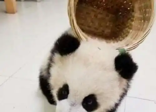 熊猫团子背着背篓买零食,小模样太可爱,网友卖萌为生
