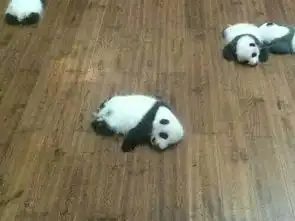 国宝这种生物,简直就是磨人的小妖精
