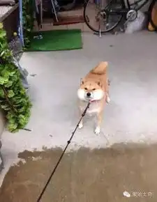 在汪界唯一能与二哈相提并论的就只有柴犬君了
