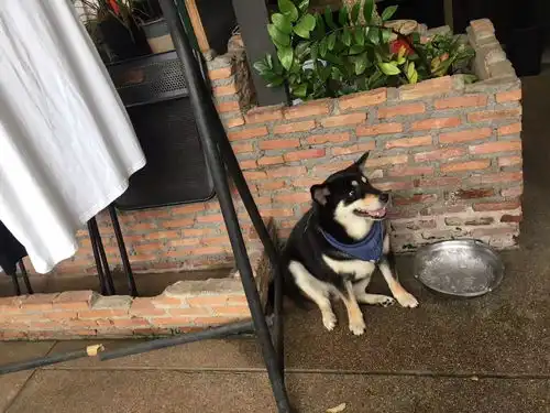 泰国萨瓦迪卡

