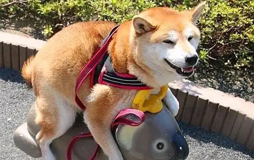 柴犬的有趣灵魂,遇到石像后竟上演一出大戏,网友妥妥的戏精
