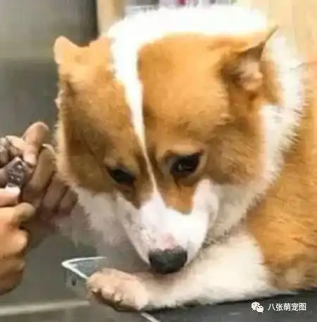 带柯基去宠物店里剪指甲,结果这货的表情亮了...
