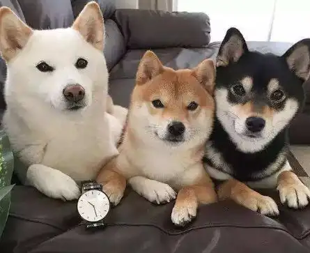 你家柴犬随地大小便吗我来教你
