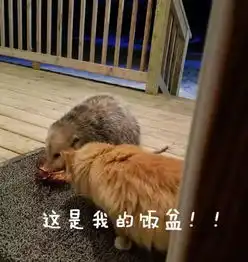 猫奴见了都气愤的一张图
