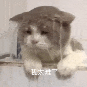超可爱的铲屎官动图表情包你不要过来啊
