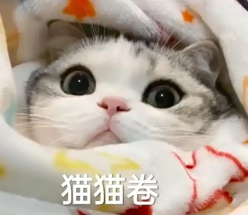 猫咪表情包香香软软的小泡芙专场今天是甜甜的小猫咪鸭
