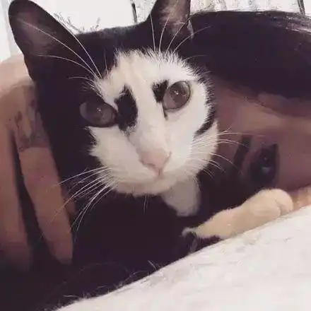 人脸猫鬼畜表情包
