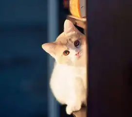 有人不知道猫薄荷的力量,今天带领大家看一看吸毒现场
