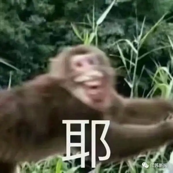 男子帮小孩赶走猴子竟被猴群报复景区回应,网友热议
