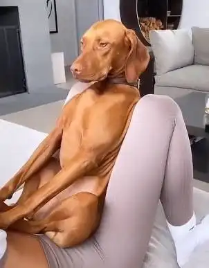 表情绝了乐福爱犬这是被迫在乐福女友肚子上做瑜伽
