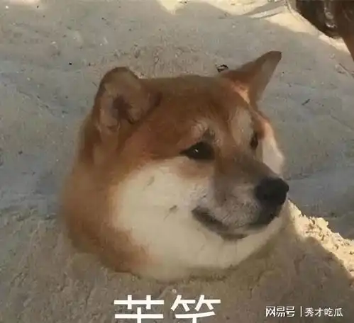 狗狗心脏病,如何才能早期发现

