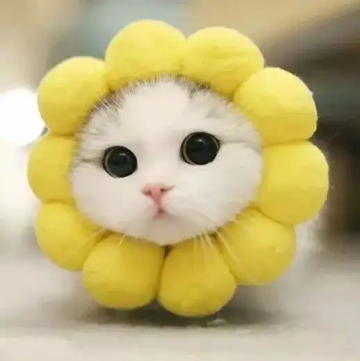 萌宠头像

