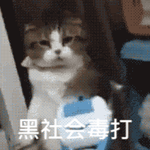 斗图表情包gif图合集万圣节你会请我哪种糖
