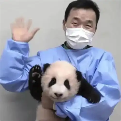 旅韩大熊猫福宝将在姜爷爷的护送下返回中国

