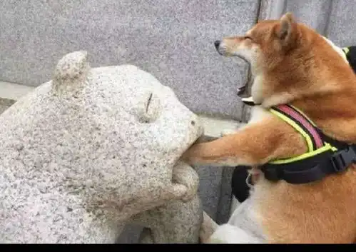 柴犬表情包搞笑凝固