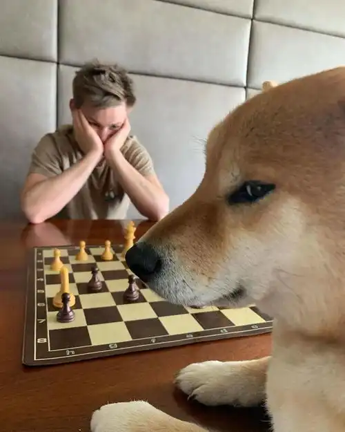 柴犬果然是表情包界的扛把子,有照片为证
