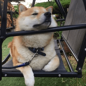 最全微信柴犬表情包大全合集,搞笑斗图贱表情包
